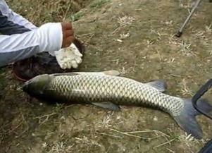 养草鱼爆料视频,养草鱼爆料视频深度解析  第2张